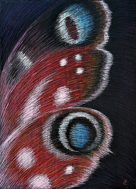 Peacock butterfly, 2025