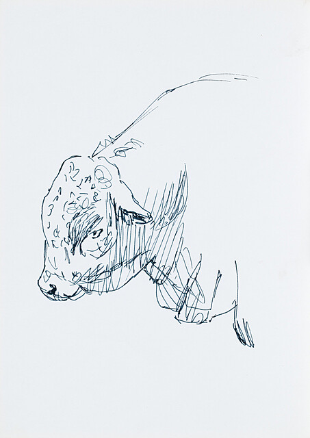 Głowa byka