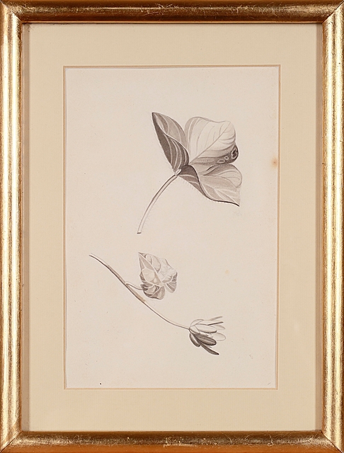 Rysunek botaniczny, XIX w.