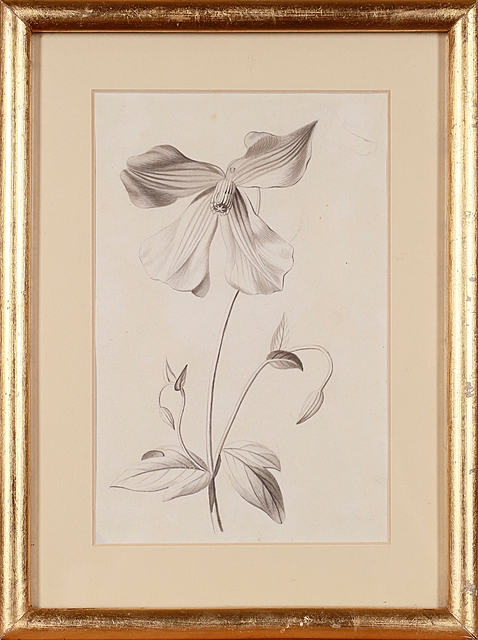 Rysunek botaniczny, XIX w.