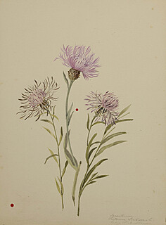 Chaber driakiewnik (centaurea scabiosa)