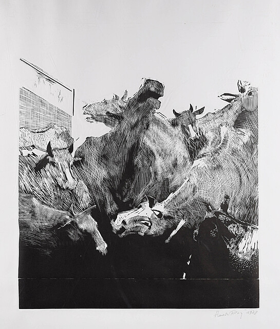 Krowy, 1978