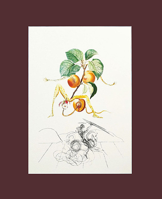 Apricot Knight (Rycerz moreli) z Serii: Flors Dali (Owoce)