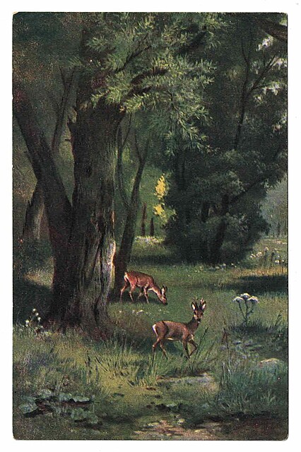 Na leśnej polanie