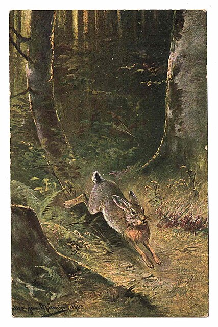 Biegnący zając