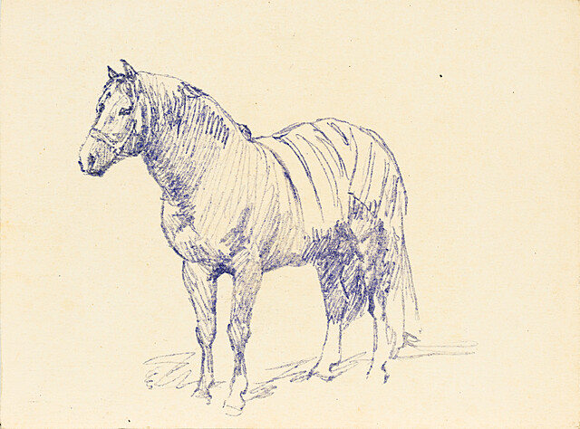 Koń 